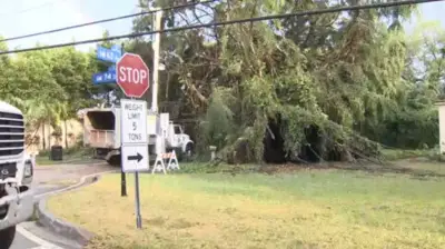 Stormy weather uproots large tree in South Miami, floods streets across Miami-Dade, Broward