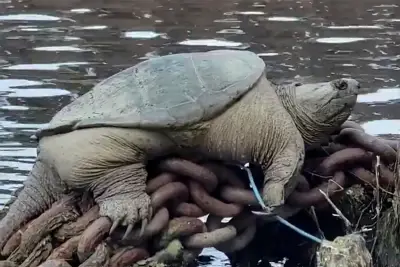 Chicago’s Beloved Snapping Turtle “Chonkosaurus” Returns to the River—Bigger and Bolder Than Ever