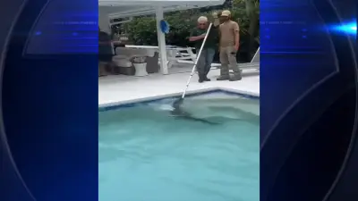 Deputies remove alligator from pool in Jensen Beach