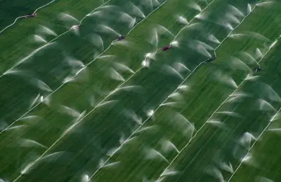 California’s Hmong farmers face end of federal support