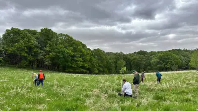 U of M researchers are planting ‘survivor’ trees in hopes of defeating Dutch elm disease