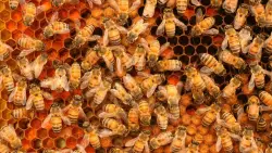 San Diego Zoo all abuzz for Bee City USA sign honoring World Bee Day