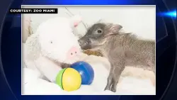 Meet ‘Piggy Sue’, Zoo Miami’s newest baby