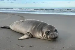 Baby seal stabbed on Oregon coast prompts search for suspect