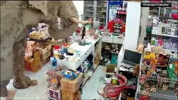 A hungry wild elephant raids a grocery store in Thailand for snacks