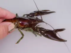 Rusty crayfish, an ‘aquatic nuisance,’ discovered in northern Colorado river