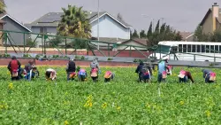 California farmers fight back after Trump administration’s cuts to USDA programs