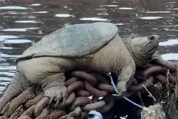 Chicago’s Beloved Snapping Turtle “Chonkosaurus” Returns to the River—Bigger and Bolder Than Ever