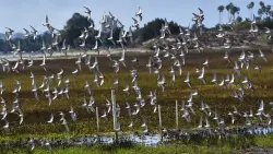 San Diego Bird Alliance cries fowl on funds used for Mission Bay