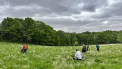 U of M researchers are planting ‘survivor’ trees in hopes of defeating Dutch elm disease